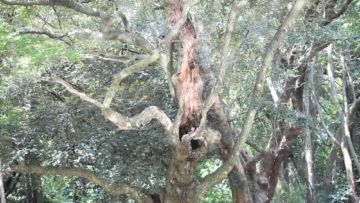 Rinko KAWAUCHI (*1972, Japan): Halo – Christophe Guye Galerie