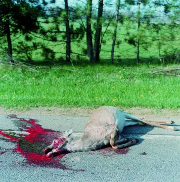 Rinko KAWAUCHI (*1972, Japan): Untitled, from the series 'Illuminance' – Christophe Guye Galerie