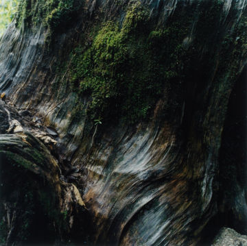 Rinko KAWAUCHI (*1972, Japan): Untitled, from the series 'Illuminance' – Christophe Guye Galerie