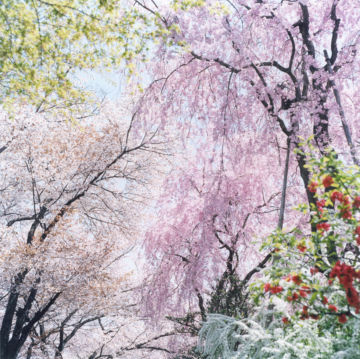 Rinko KAWAUCHI (*1972, Japan): Untitled, from the series 'Illuminance' – Christophe Guye Galerie