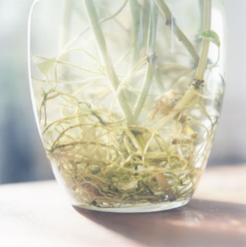 Rinko KAWAUCHI (*1972, Japan): Untitled, from the series 'Illuminance' – Christophe Guye Galerie