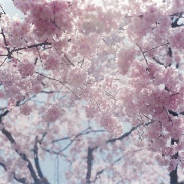 Rinko KAWAUCHI (*1972, Japan): Untitled, from the series 'Illuminance' – Christophe Guye Galerie