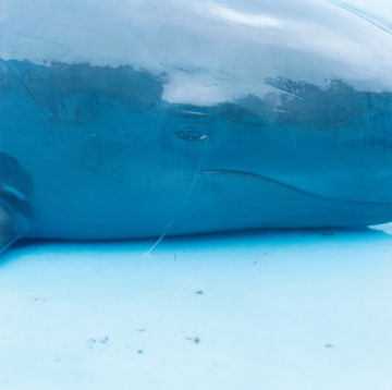 Rinko KAWAUCHI (*1972, Japan): Untitled, from the series 'Illuminance' – Christophe Guye Galerie