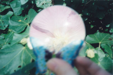 Rinko KAWAUCHI (*1972, Japan): Untitled, from the series 'Illuminance' – Christophe Guye Galerie