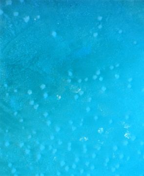 Rinko KAWAUCHI (*1972, Japan): Untitled, from the series 'Search for the sun' – Christophe Guye Galerie