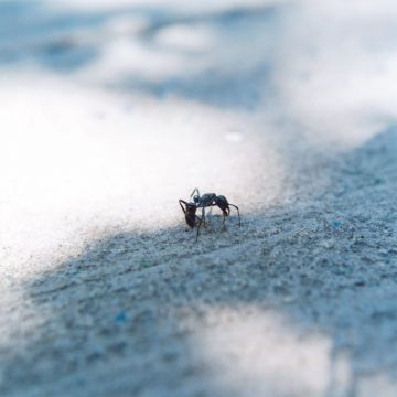 Rinko KAWAUCHI (*1972, Japan): Untitled, from the series ‚Semear‘ – Christophe Guye Galerie