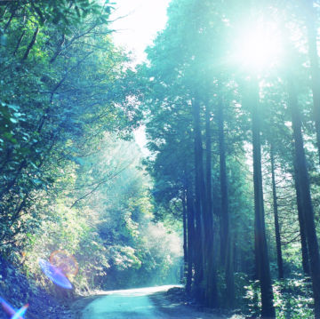 Rinko KAWAUCHI (*1972, Japan): Untitled, from the series 'The river embraced me' – Christophe Guye Galerie