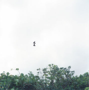 Rinko KAWAUCHI (*1972, Japan): Untitled, from the series 'Utatane' – Christophe Guye Galerie