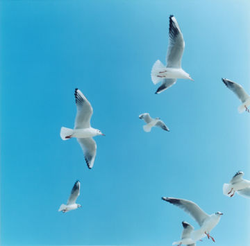 Rinko KAWAUCHI (*1972, Japan): Untitled, from the series 'Utatane' – Christophe Guye Galerie