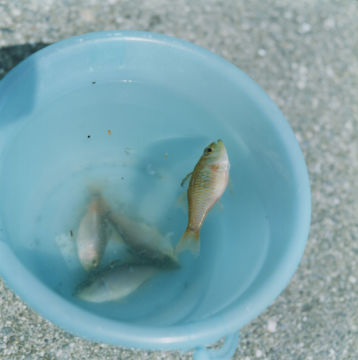 Rinko KAWAUCHI (*1972, Japan): Untitled, from the series 'Utatane' – Christophe Guye Galerie