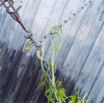Rinko KAWAUCHI (*1972, Japan): Untitled, from the series 'the eyes, the ears,' – Christophe Guye Galerie