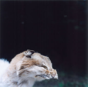 Rinko KAWAUCHI (*1972, Japan): Untitled, from the series 'the eyes, the ears,' – Christophe Guye Galerie