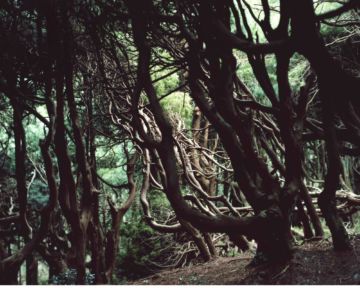 Risaku SUZUKI (*1963, Japan): Between the Sea and the Mountain – Kumano 10, NR-1 – Christophe Guye Galerie