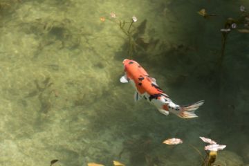 Risaku SUZUKI (*1963, Japan): Koi 17, K-1 – Christophe Guye Galerie