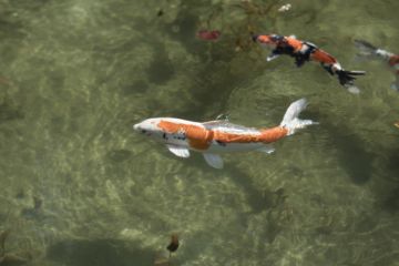 Risaku SUZUKI (*1963, Japan): Koi 17, K-2 – Christophe Guye Galerie