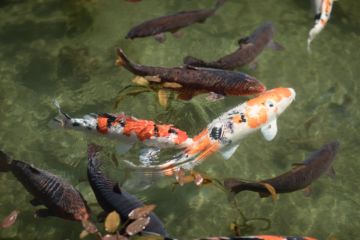 Risaku SUZUKI (*1963, Japan): Koi 17, K-3 – Christophe Guye Galerie