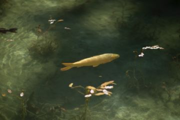 Risaku SUZUKI (*1963, Japan): Koi 17, K-4 – Christophe Guye Galerie