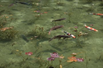 Risaku SUZUKI (*1963, Japan): Koi 17, K-5 – Christophe Guye Galerie