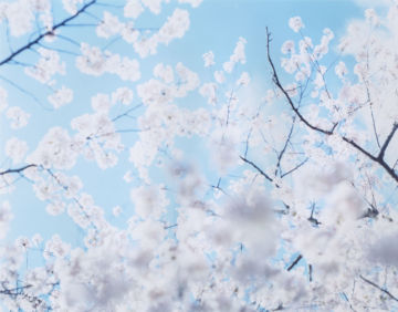 Risaku SUZUKI (*1963, Japan): SAKURA 07,4-93 – Christophe Guye Galerie