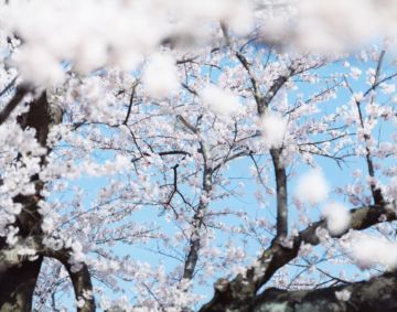 Risaku SUZUKI (*1963, Japan): SAKURA 07,S-54 – Christophe Guye Galerie