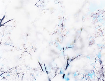 Risaku SUZUKI (*1963, Japan): SAKURA 07,4-56 – Christophe Guye Galerie