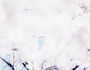 Risaku SUZUKI (*1963, Japan): SAKURA 07,4-63 – Christophe Guye Galerie