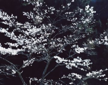 Risaku SUZUKI (*1963, Japan): SAKURA 13,4-152 – Christophe Guye Galerie