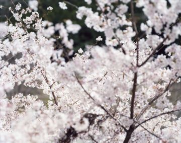 Risaku SUZUKI (*1963, Japan): SAKURA 14, 4-9 – Christophe Guye Galerie