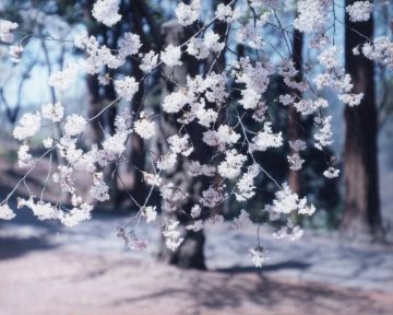 Risaku SUZUKI (*1963, Japan): SAKURA 16, 4-87 – Christophe Guye Galerie