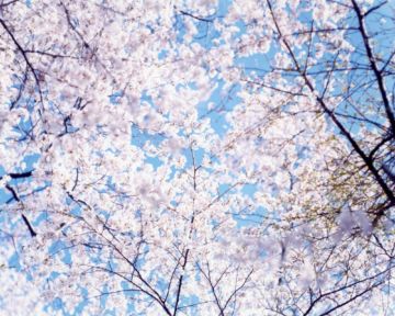 Risaku SUZUKI (*1963, Japan): SAKURA N-14 – Christophe Guye Galerie