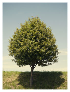 Roger EBERHARD (*1984, Switzerland): Untitled (Baum #1) – Christophe Guye Galerie