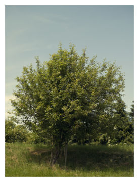 Roger EBERHARD (*1984, Switzerland): Untitled (Baum #10) – Christophe Guye Galerie