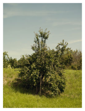 Roger EBERHARD (*1984, Switzerland): Untitled (Baum #11) – Christophe Guye Galerie