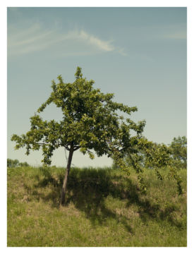 Roger EBERHARD (*1984, Switzerland): Untitled (Baum #12) – Christophe Guye Galerie