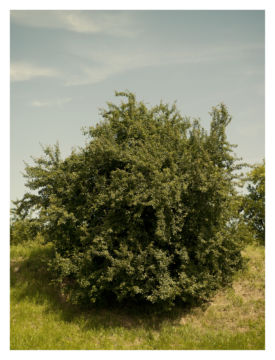 Roger EBERHARD (*1984, Switzerland): Untitled (Baum #13) – Christophe Guye Galerie