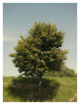 Roger EBERHARD (*1984, Switzerland): Untitled (Baum #14) – Christophe Guye Galerie