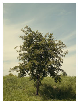 Roger EBERHARD (*1984, Switzerland): Untitled (Baum #15) – Christophe Guye Galerie