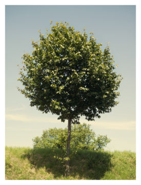 Roger EBERHARD (*1984, Switzerland): Untitled (Baum #2) – Christophe Guye Galerie