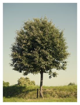 Roger EBERHARD (*1984, Switzerland): Untitled (Baum #3) – Christophe Guye Galerie