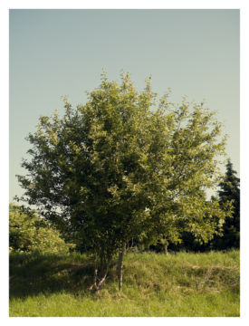 Roger EBERHARD (*1984, Switzerland): Untitled (Baum #6) – Christophe Guye Galerie