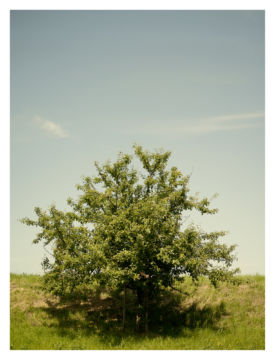 Roger EBERHARD (*1984, Switzerland): Untitled (Baum #7) – Christophe Guye Galerie