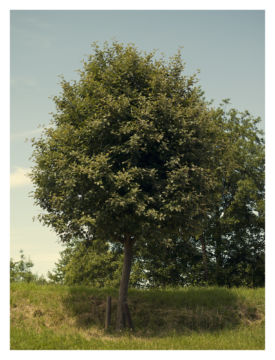 Roger EBERHARD (*1984, Switzerland): Untitled (Baum #8) – Christophe Guye Galerie