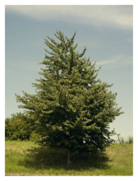 Roger EBERHARD (*1984, Switzerland): Untitled (Baum #9) – Christophe Guye Galerie