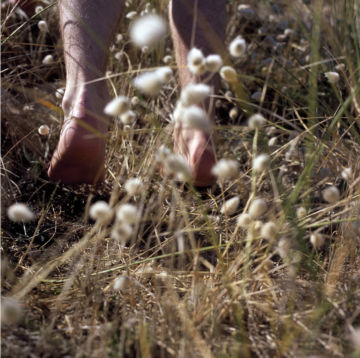 Sascha WEIDNER (*1976, Germany) : Weidekätzchen II – Christophe Guye Galerie