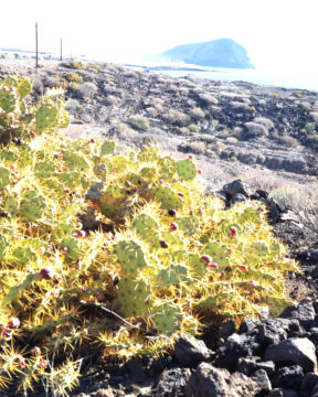 Seba KURTIS (*1974, Argentina): Untitled – Christophe Guye Galerie