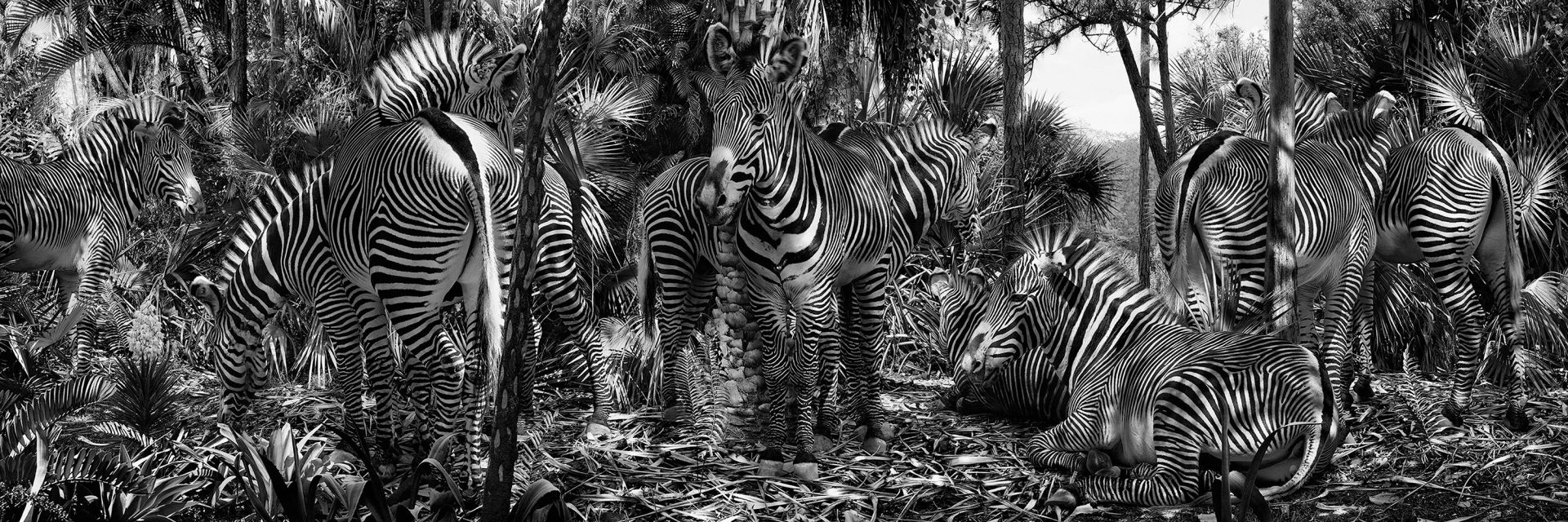 Christophe Guye Galerie Simen Johan Until the Kingdom Comes Untitled #182