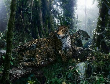 Simen JOHAN (*1973, Norway): Untitled #183 – Christophe Guye Galerie