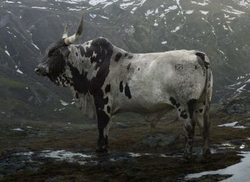 Simen JOHAN (*1973, Norway): Untitled #202  – Christophe Guye Galerie