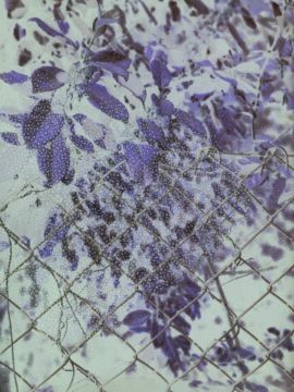 Stephen GILL (*1971, Great Britain): Organic Energy #2, from the series 'Best Before End' – Christophe Guye Galerie