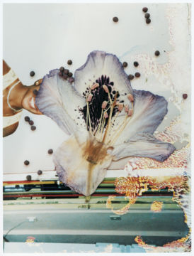 Stephen GILL (*1971, Great Britain): Untitled, from the series 'Hackney Flowers' – Christophe Guye Galerie